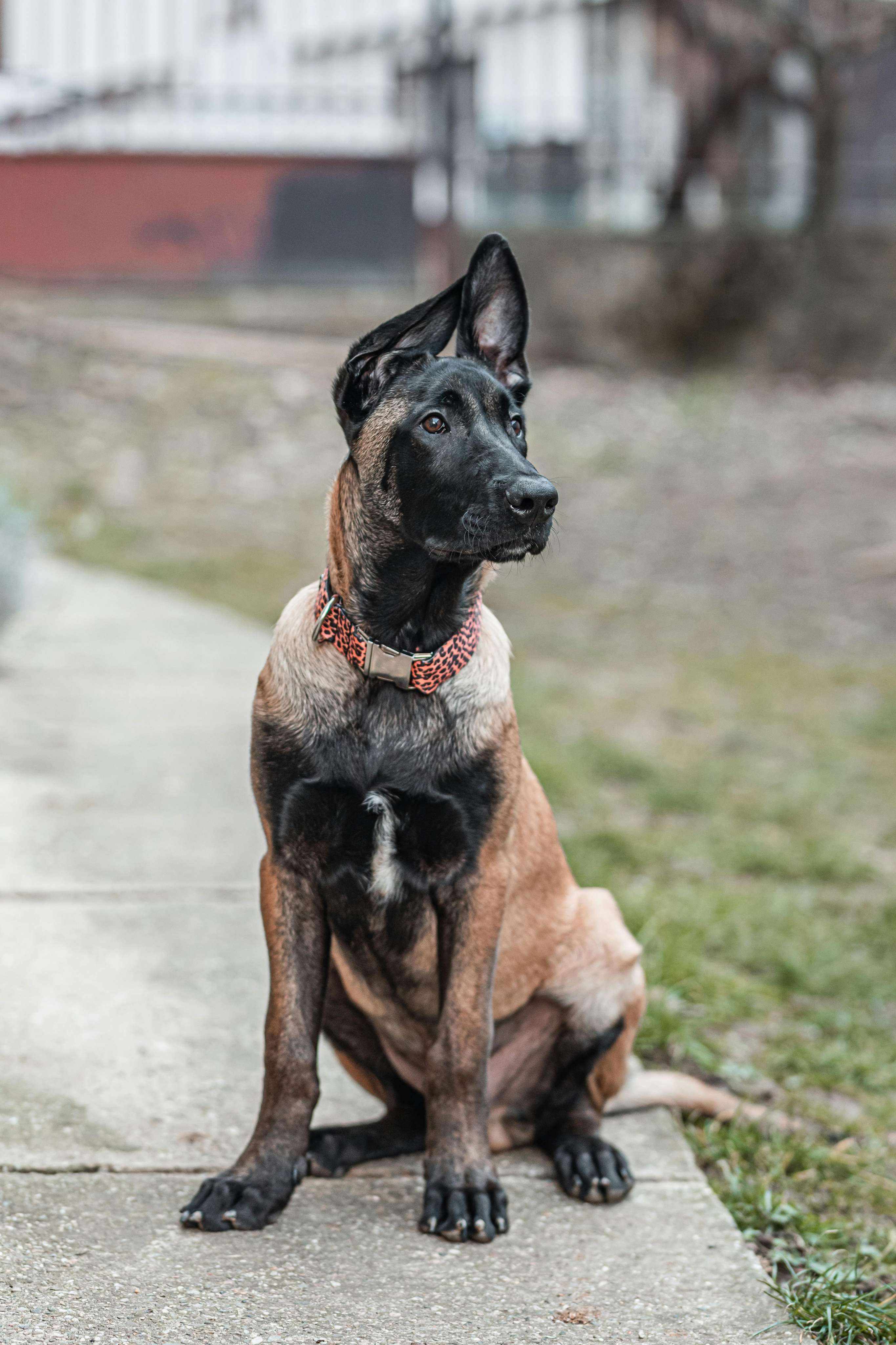 german shepherd & belgian malinois