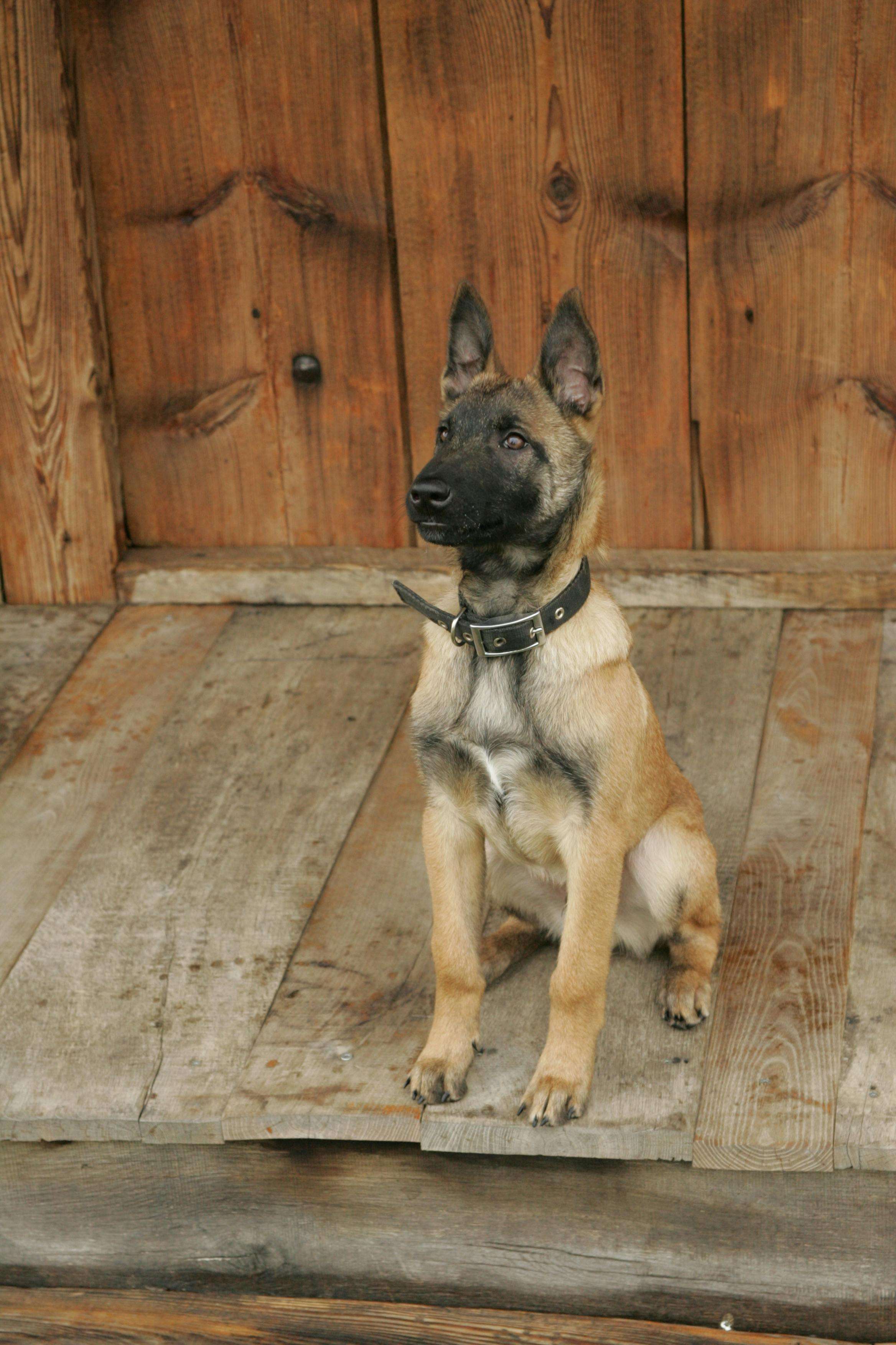 german shepherd & belgian malinois