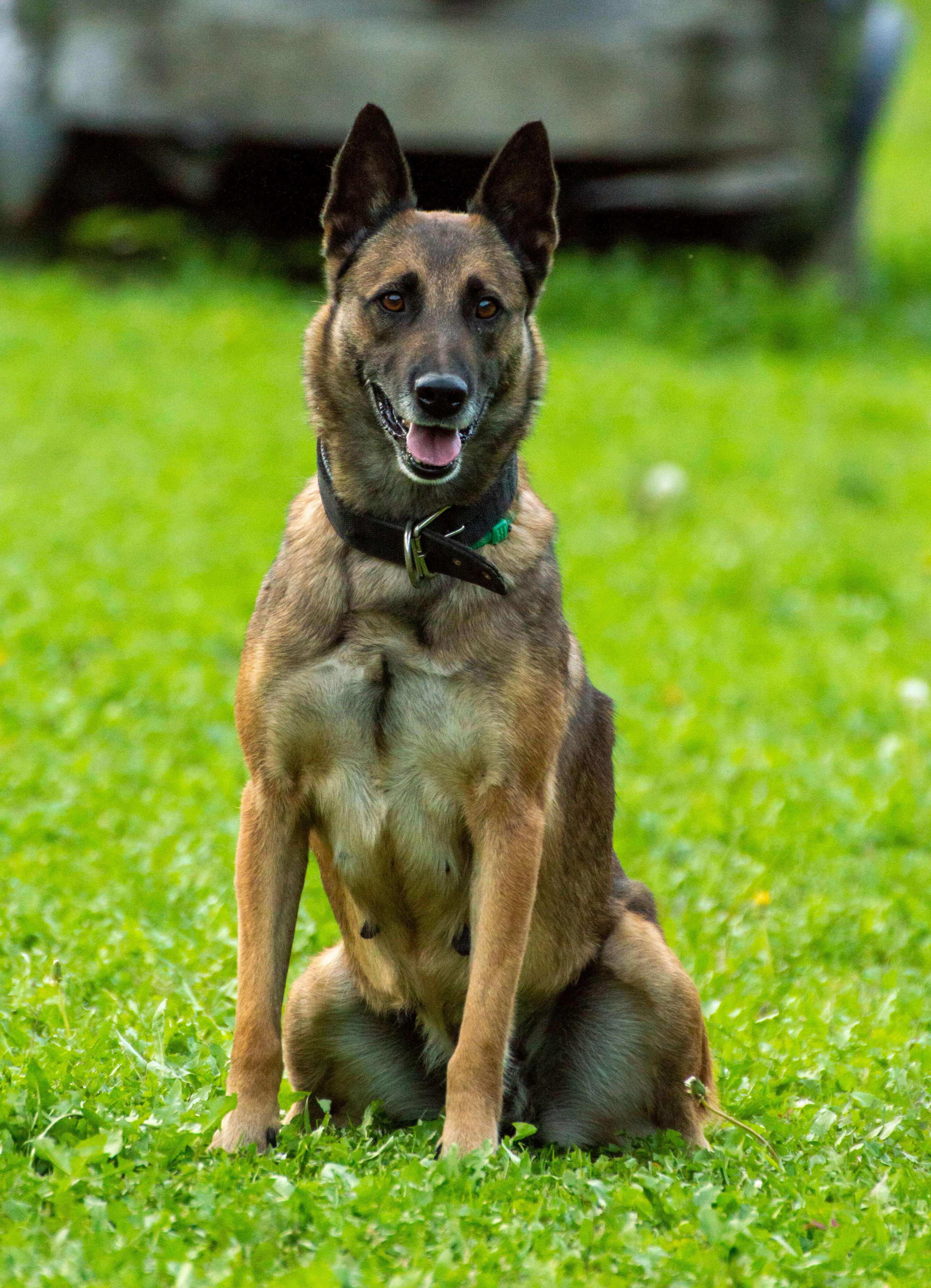 german shepherd & belgian malinois