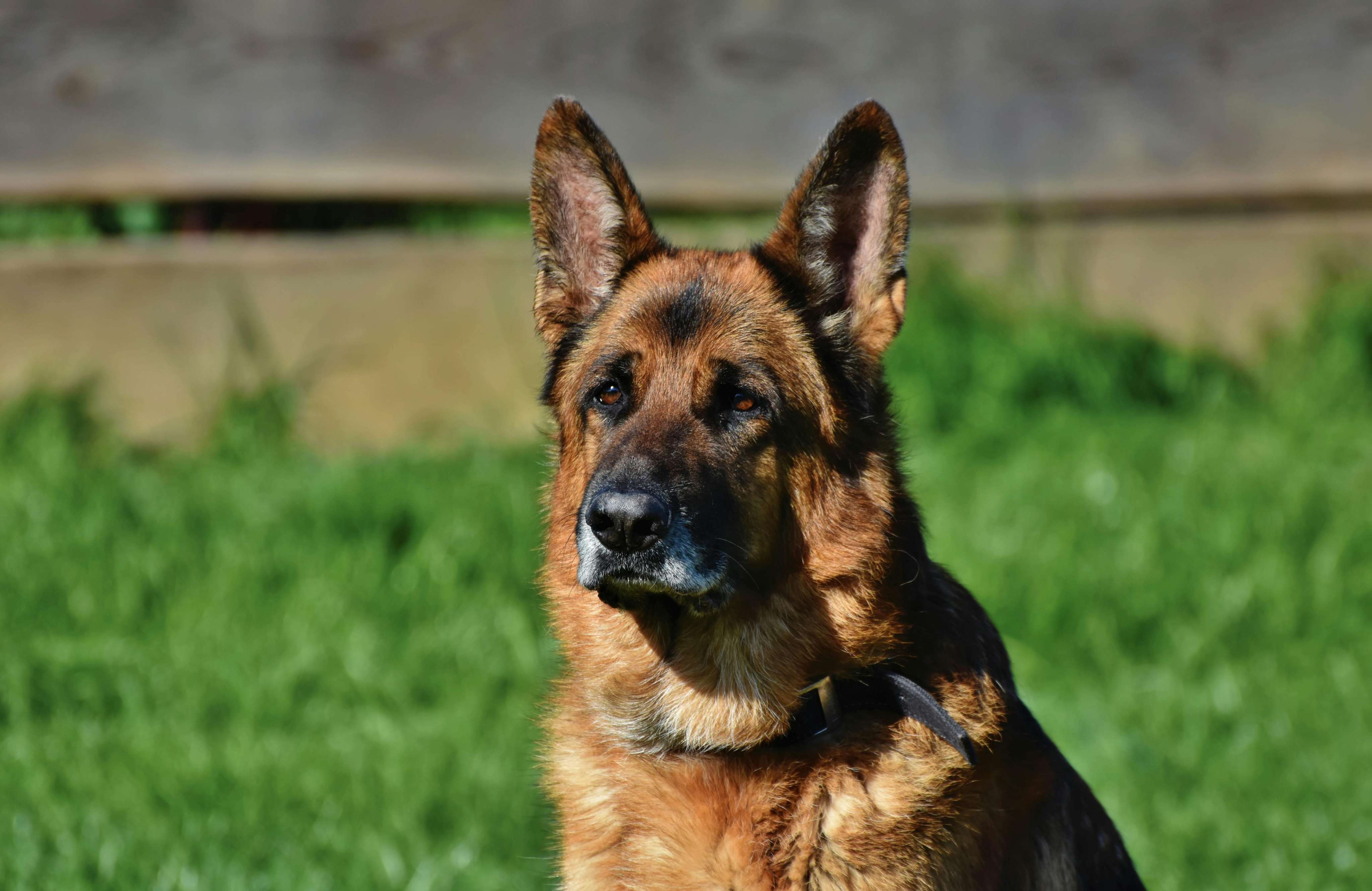 german shepherd & belgian malinois