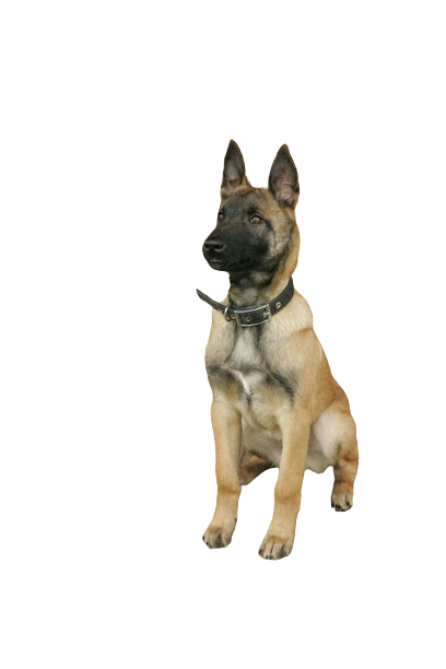 german shepherd & belgian malinois