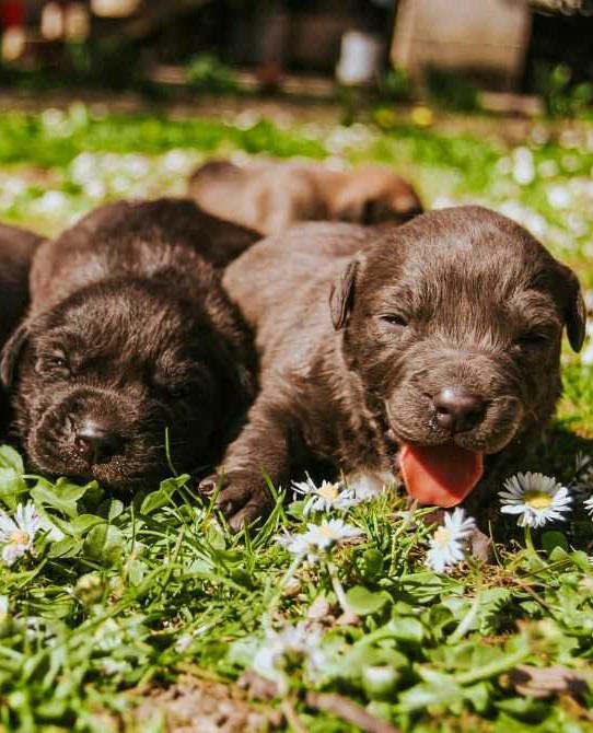 german shepherd & belgian malinois